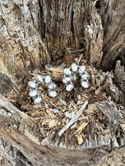 Authentic Wild Horse Crescent Earrings