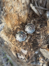Desert Bloom Post Earrings