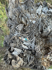Mini Authentic Spiny Oyster Bar Necklace