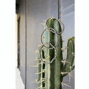 Rancho Pearl Bracelet